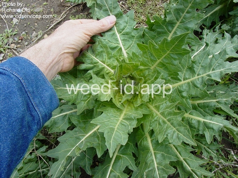 henbane, black